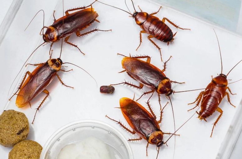 Cucarachas americanas, plaga frecuente en la Costa Tropical Cucarachas americanas, plaga frecuente en la Costa Tropical