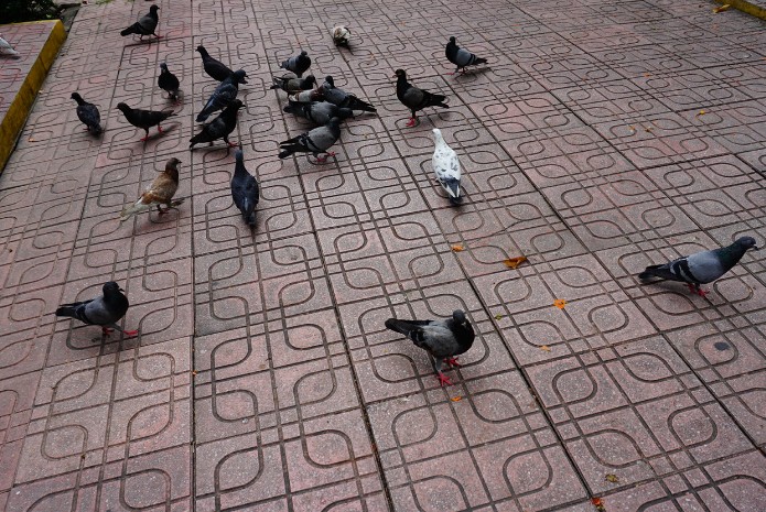 Palomas comunes buscando comida en una plaza adoquinada Palomas comunes buscando comida en una plaza adoquinada