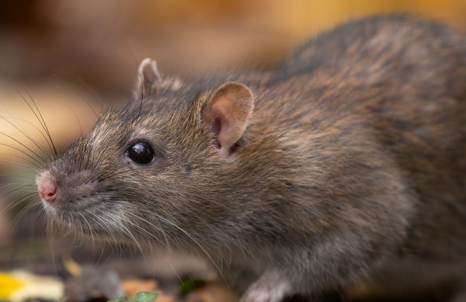 Rata parda (Rattus norvegicus) en el exterior de un edificio Rata parda (Rattus norvegicus) en el exterior de un edificio