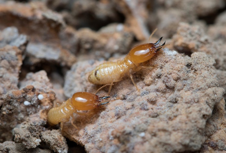 Termitas obreras sobre tierra y restos de madera Termitas obreras sobre tierra y restos de madera